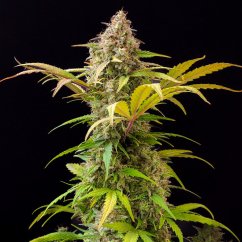 Doctor´s Choice Seeds Lowryder feminizate (IBL) Auto Feminizate