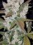 Fast Buds Semi di Cannabis Girl Scout Cookies Auto