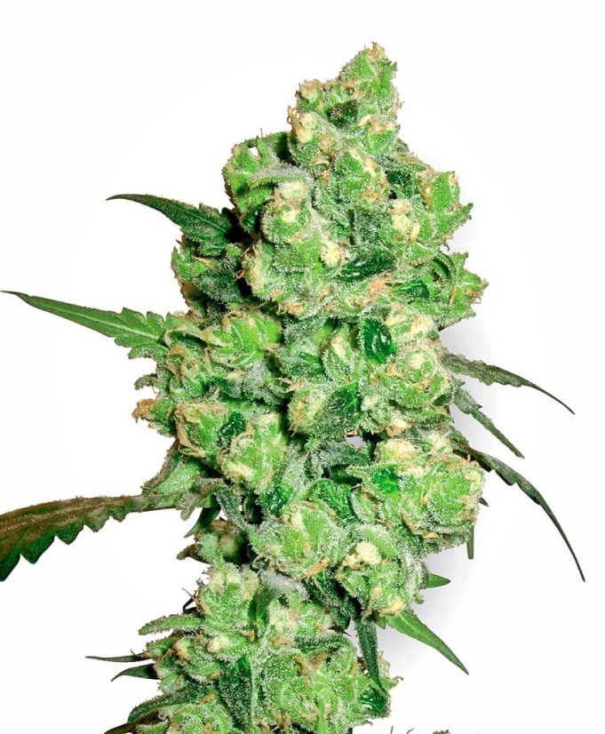 Sensi Seeds Semințe de canabis Super Skunk Regular de White Label, 10 buc.
