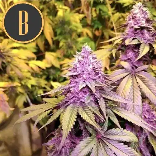 Blimburn Seeds Семена от канабис Gelato Feminized