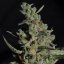 Doctor´s Choice Seeds Rock Machine Auto Feminized
