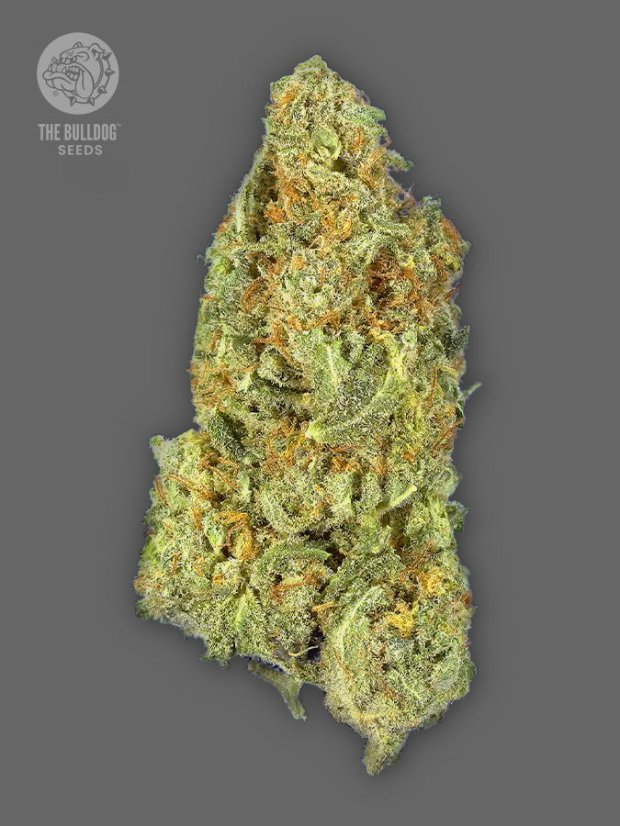 The Bulldog Seeds TB Gorilla Auto, 3 e 5 peças