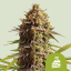 Royal Queen Seeds Seminte de canabis Tort de nunta Auto