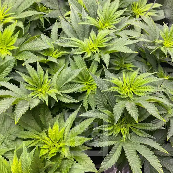 Blimburn Seeds Hanfsamen Girl Scout Cookies Feminisiert