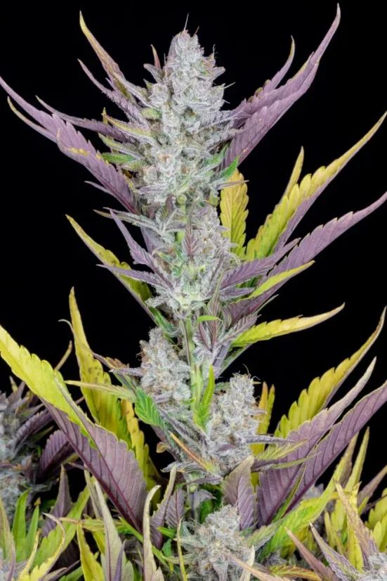Fast Buds Sjemenke kanabisa Ljepilo za vjenčanja Auto