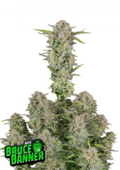 Fast Buds Sjemenke konoplje Bruce Banner Auto