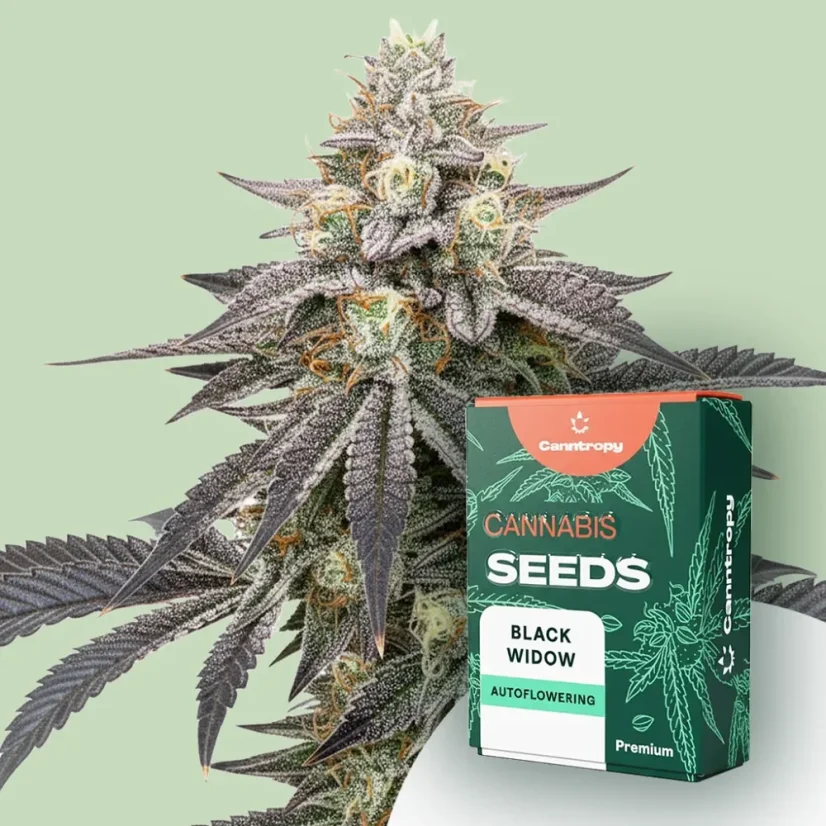 Canntropy Seeds Black Widow (θηλυκοί)