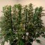 Silent Seeds Seminte exotice de canabis Gorilla Frost feminizate