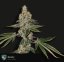 T.H.Seeds™ Seminte de canabis Beasty, pachet special 6+1, feminizate