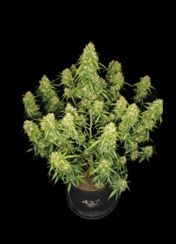 Fast Buds Cannabis Seeds Sour Jealousy Auto