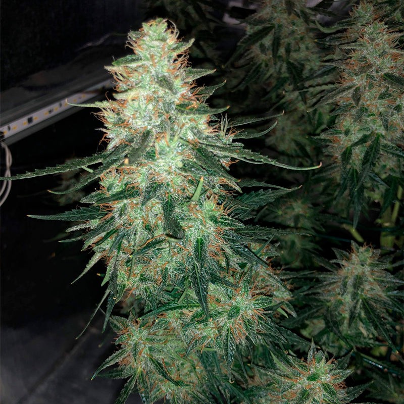 Silent Seeds Seminte clasice de canabis Moby Dick feminizate