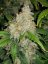Fast Buds Biji Ganja Zkittlez Auto