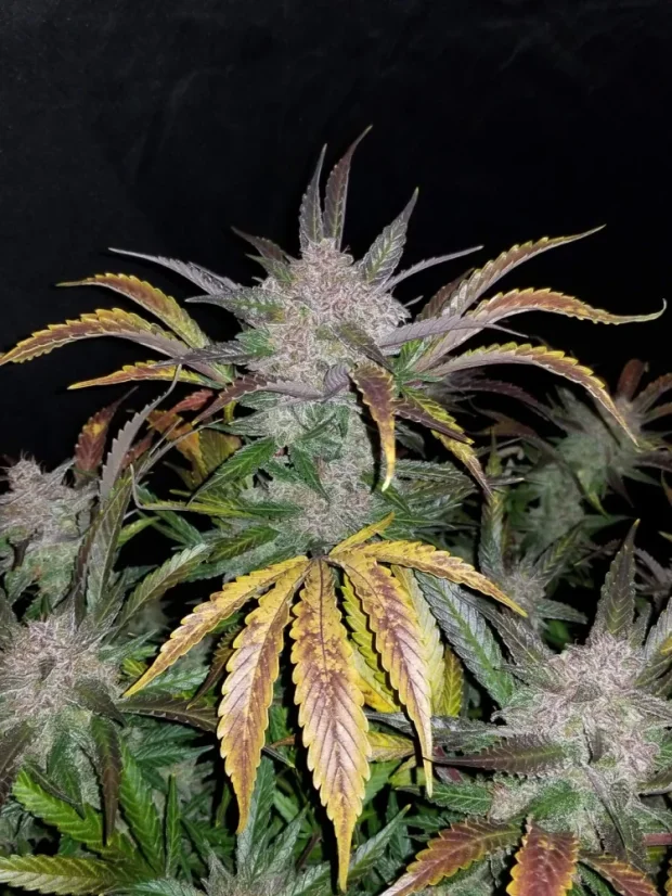 Fast Buds Kremasti kolačići sjemenki kanabisa, automatski