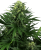 Sensi Seeds Cannabisfrön Honung Melon Kush Feminiserade, 3-10 st