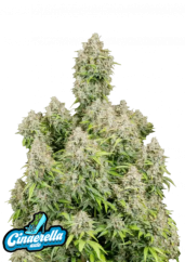 Fast Buds Sjemenke konoplje Pepeljuga Auto