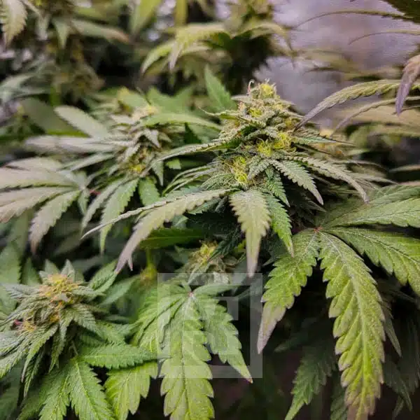 Blimburn Seeds Semena konoplje Grizzly Purple Kush Feminized