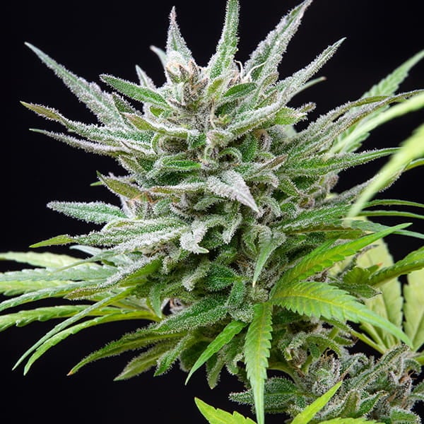 Royal Queen Seeds Seminte de canabis Speedy Chile - Feminizate rapid