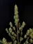 Fast Buds Насіння канабісу Jack Herer Auto