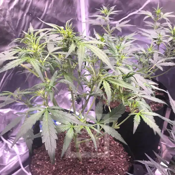 Blimburn Seeds Semințe de canabis Grizzly Purple Auto