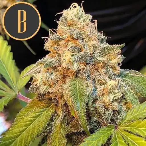 Blimburn Seeds Cannabisfrø Chocolopez feminiseret