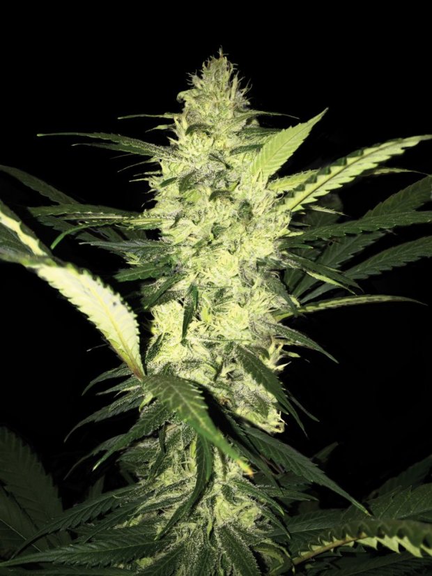 T.H.Seeds™ Semințe de canabis La SAGE™, pachet 5+1, feminizate