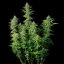 Royal Queen Seeds Seminte de canabis Northern Light Auto