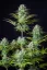 Fast Buds Sjemenke konoplje Košer kolač Auto