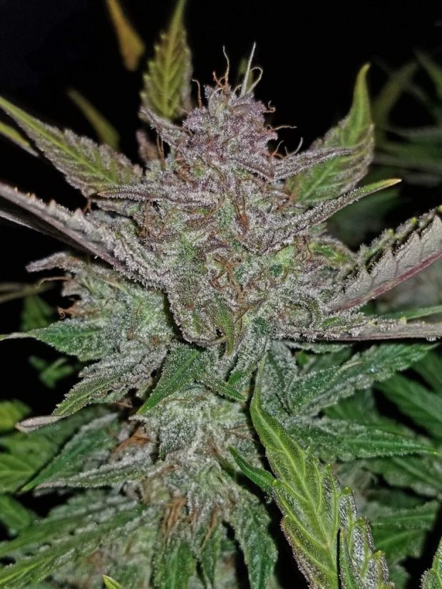 Fast Buds Kremasti kolačići sjemenki kanabisa, automatski