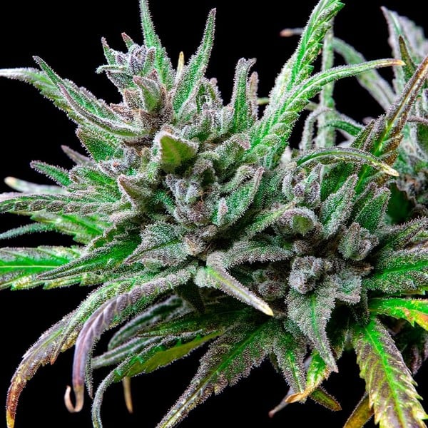 Royal Queen Seeds Seminte de canabis Northern Light feminizate