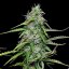 Royal Queen Seeds Seminte de canabis Royal Gorilla Auto