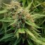 Royal Queen Seeds Seminte de canabis Royal Creamatic Auto
