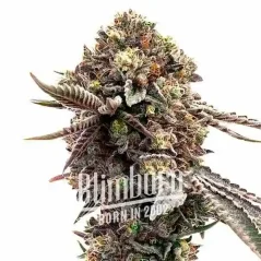 Blimburn Seeds Seminte de canabis Ghost Train Haze feminizate