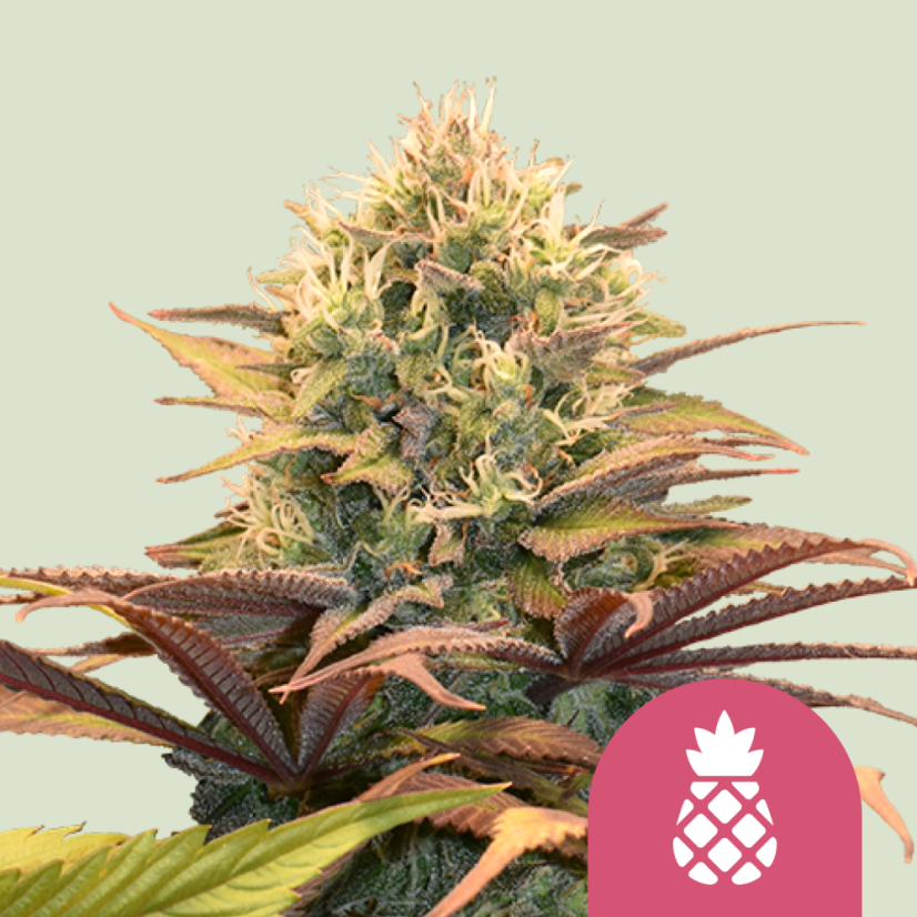 Royal Queen Seeds Seminte de canabis Pineapple Kush feminizate