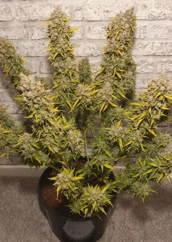Dutch Passion Cannabisfrø Auto White Widow® Autoflowering
