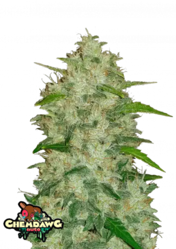 Fast Buds Sjemenke konoplje Chemdawg Auto