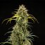 Royal Queen Seeds Seminte de canabis Triple G Auto