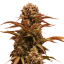 Doctor´s Choice Seeds Purple Ryder Auto Feminizada