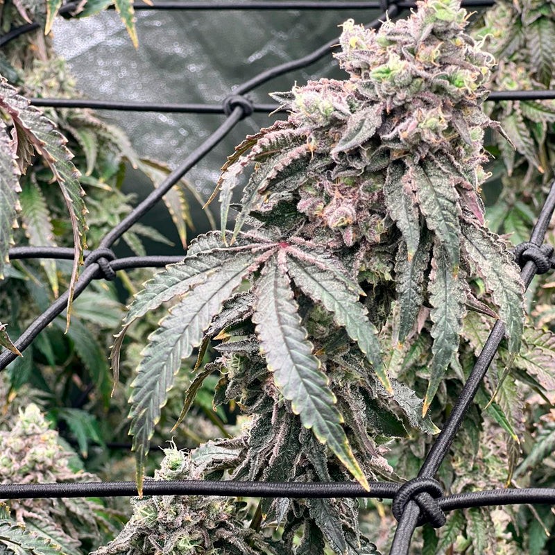 Silent Seeds Semințe de canabis Polar Gelato By Sherbinskis feminizate