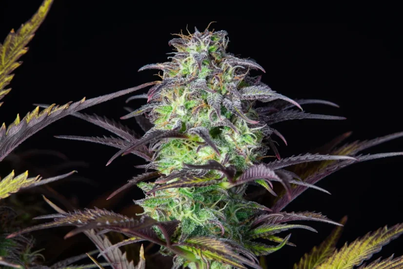 Fast Buds Sjemenke konoplje Blueberry Auto