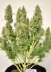 Dutch Passion Cannabis Seeds Auto Ultimate® savaiminis žydėjimas
