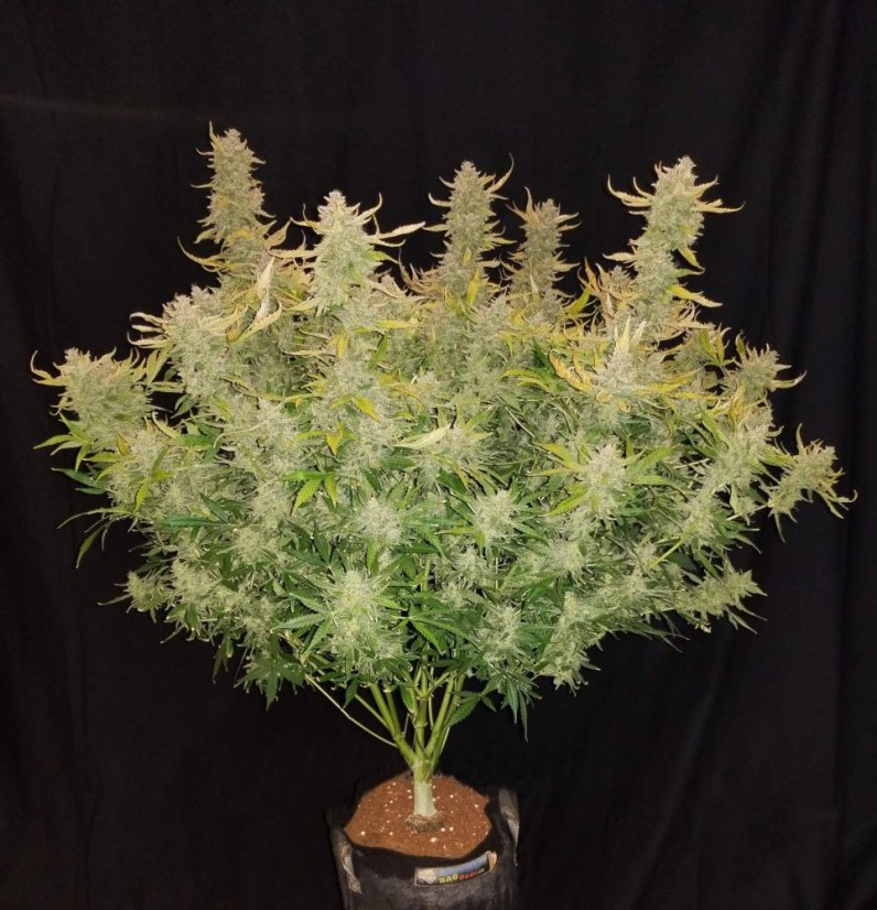 Fast Buds Насіння канабісу Rhino Ryder Auto