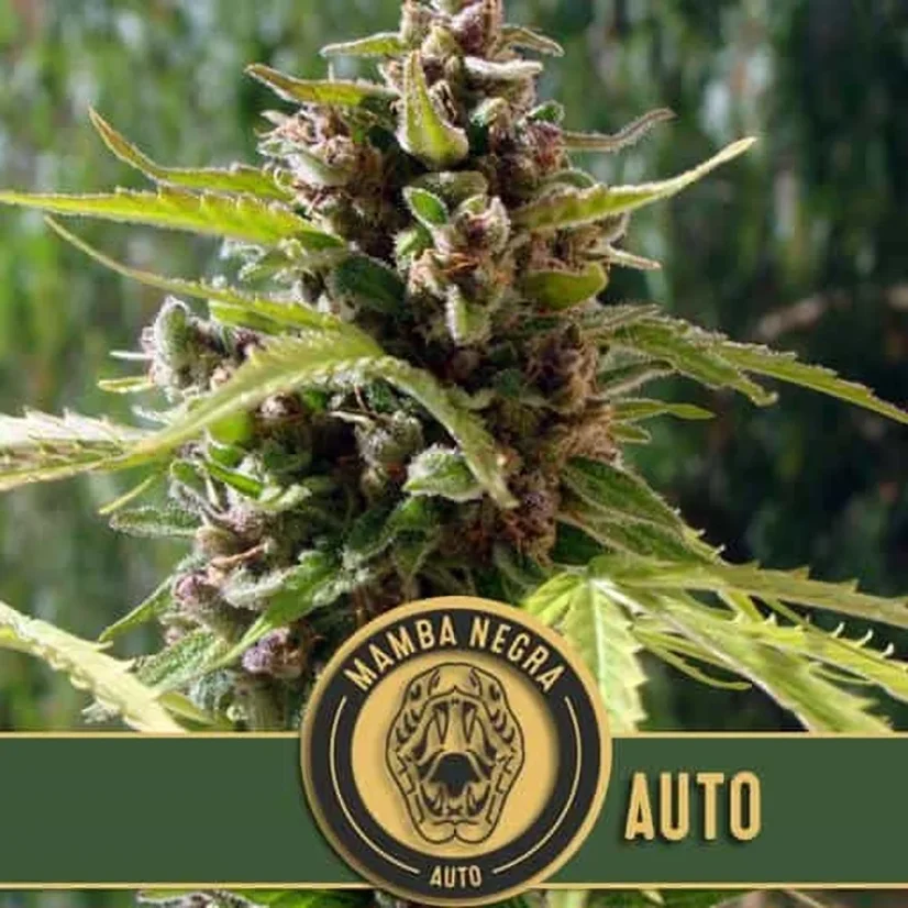 Blimburn Seeds Sjemenke konoplje Mamba Negra Auto