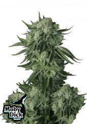 Fast Buds Sjemenke konoplje Moby Dick Auto