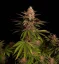 Fast Buds Sjemenke konoplje Purple Lemonade FF