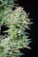Fast Buds Sjemenke konoplje Košer kolač Auto