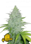 Fast Buds Sjemenke konoplje Sir Auto