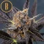 Blimburn Seeds Cannabiszaden Tangie Auto