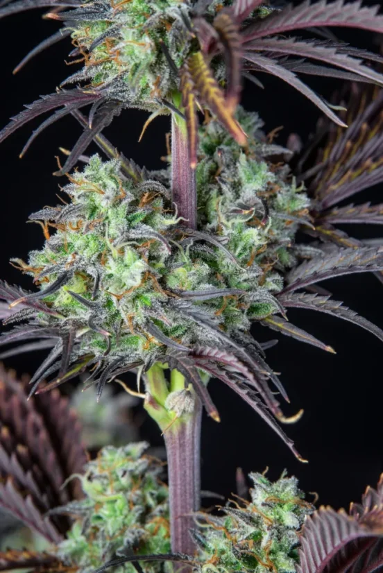 Fast Buds Cannabis Seeds Mimosa Cake Auto