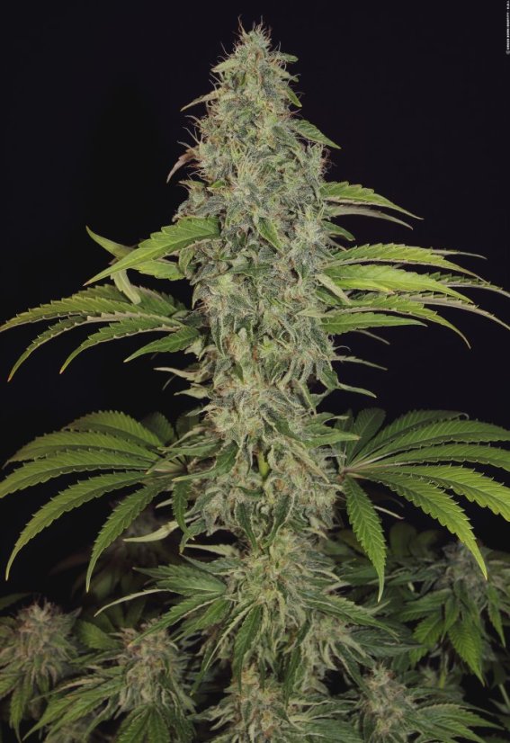 T.H.Seeds™ Cannabis Seeds SAGE™ CBD, 5+1 pakkaus, feminisoitu