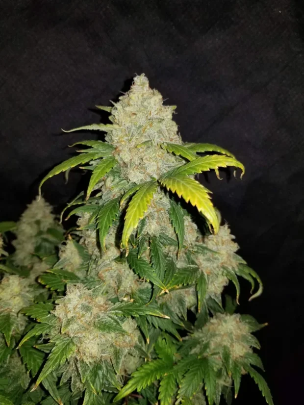 Fast Buds Biji Ganja Zkittlez Auto